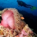anemonefish_pink_mid_v_0705_png1297.jpg